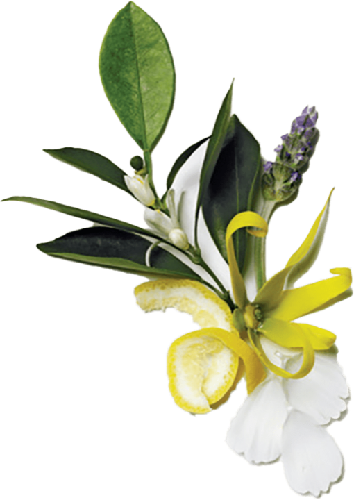 Aveda Aroma